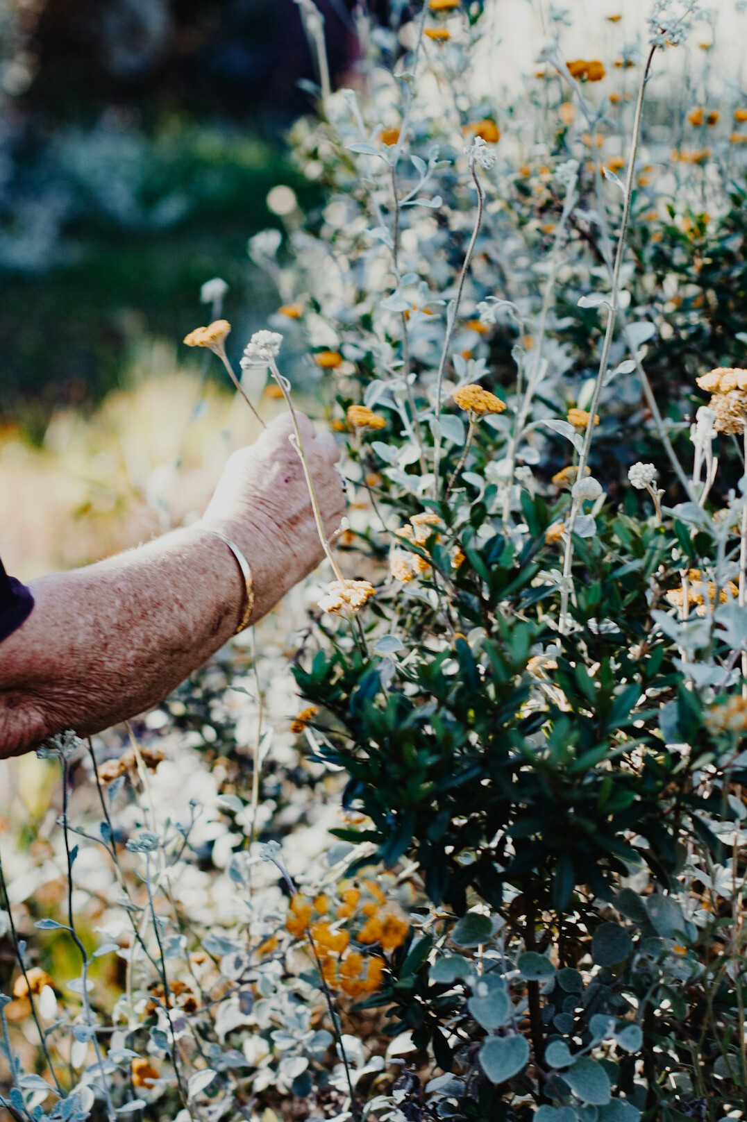 seniors gardening together